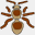 insectevolutionlab.com