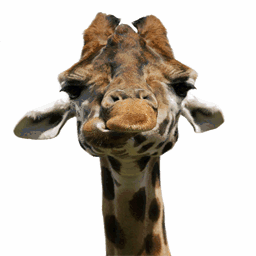 sallysgirafferanch.org