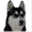 erlebnistour-husky.de