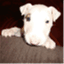 psianimal.wordpress.com