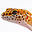 leopardgeckos.ch