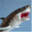 sharkbites.org