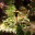 foothilldesign.wordpress.com