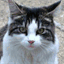 daphnethecat.com
