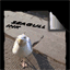 seagullink.com
