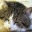 grincat.wordpress.com