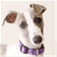 wawhippetrescue.wordpress.com