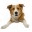 funstufffordogs.wordpress.com