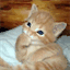 gigglekitty.com
