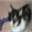 felineasy.com
