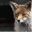 thinklikeafox.wordpress.com