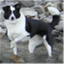 thedogrules.wordpress.com