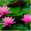 anhbalap.wordpress.com