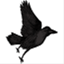 ravenwriting.net