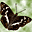 papillon-en-macro.fr