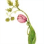 springwellgardens.com