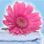 fixx.cf