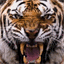 tigere.com