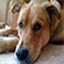 theodog.co.uk