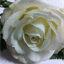 ahandshakeforpeace.com