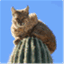 desertcommunity.wordpress.com