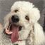 nycsta.org