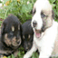 chiensdesiles.over-blog.com