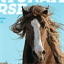 fortunate.horse
