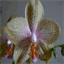 orchidsara.over-blog.com