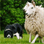 workingsheepdog.co.uk