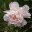somethingof.wordpress.com