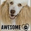 awesomepaws.net