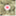 thcbud.wordpress.com