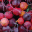 basilandbeets.wordpress.com