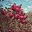 sonapapazyanblog.wordpress.com