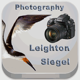 siegelphotos.com