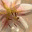 bloomanyway.wordpress.com