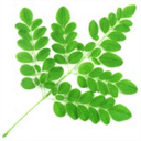 naturallyhealthymoringa.info