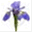 iris121.com