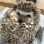 hedgehog.hatenadiary.com