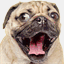dougthepugstore.com