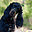 gordon-setter.ru