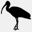 ibis-network.org
