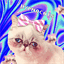 hypnocats.com