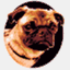 wonderpuggraphics.com