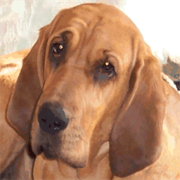 bloodhound-vom-lammetal.de