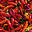 bluegrasschilifest.com