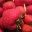 thelaneyleereview.wordpress.com