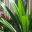 pandanparadise.wordpress.com