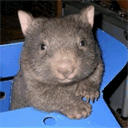 wombatgroup.com